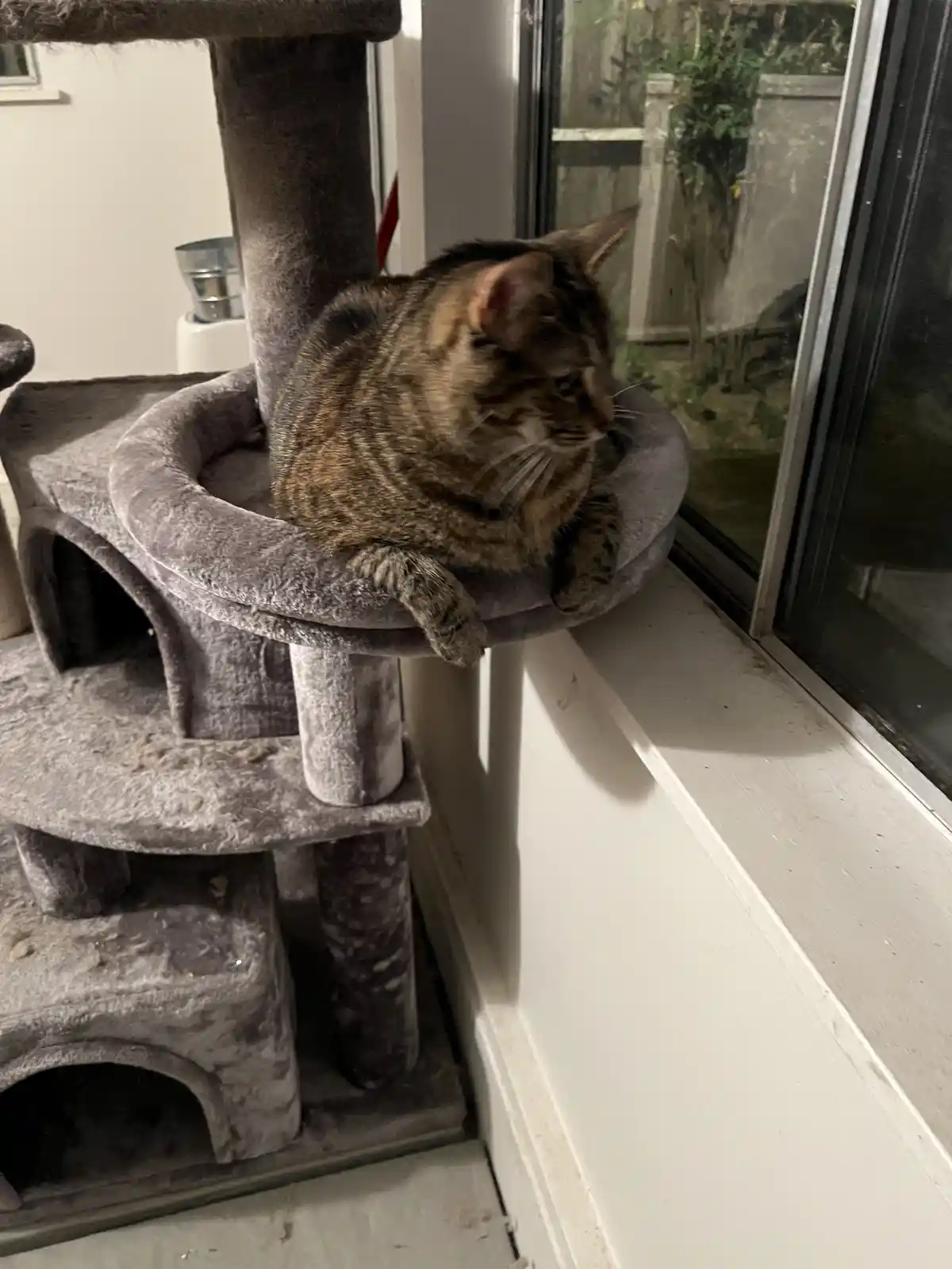 A tabby cat is lounging on a grey, multi-level cat tree positioned next to a sliding glass door. The cat is curled up on a…