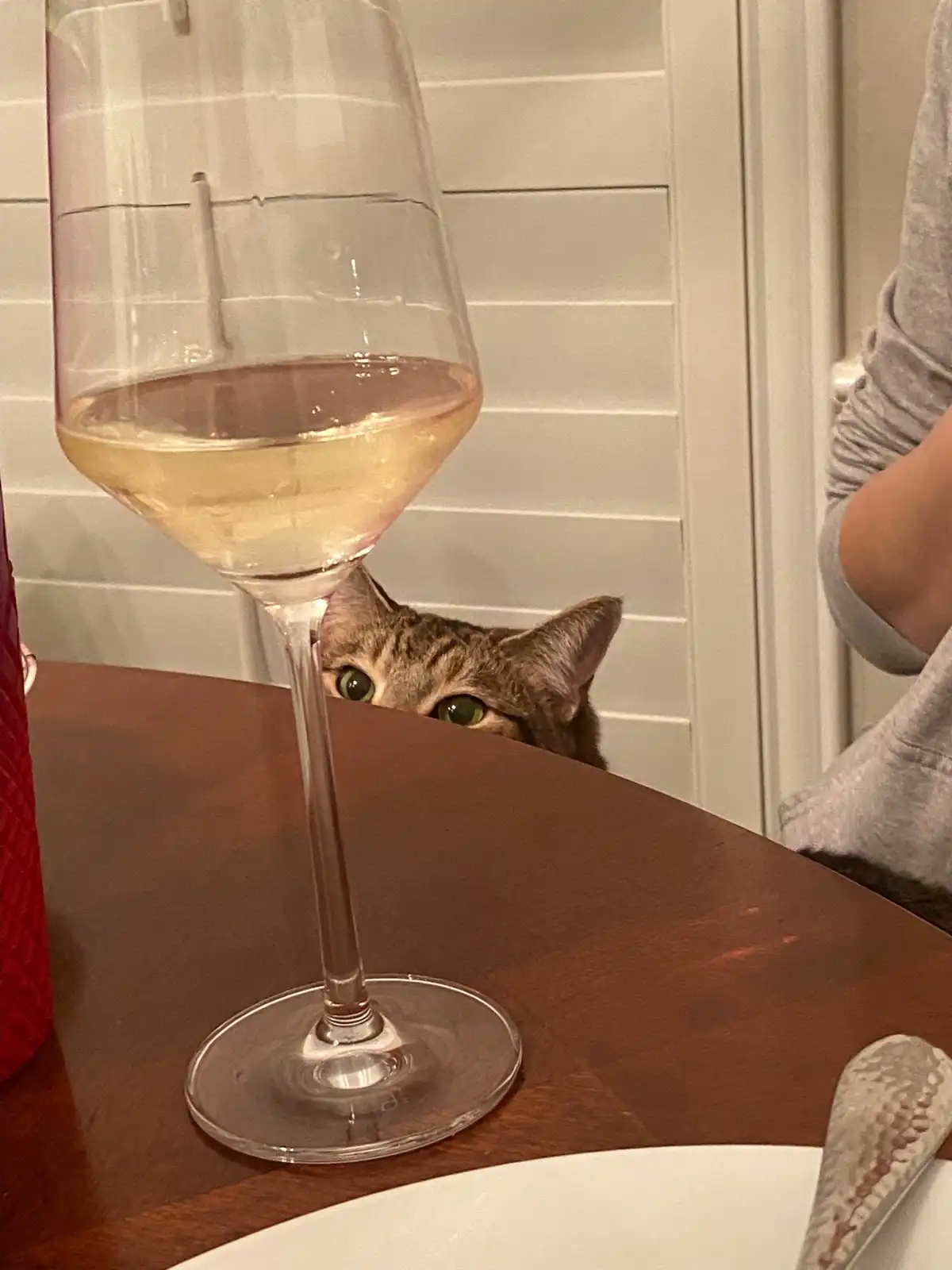 A tabby cat with green eyes peeks over the edge of a wooden table, looking up at a large wine glass filled with white wine…