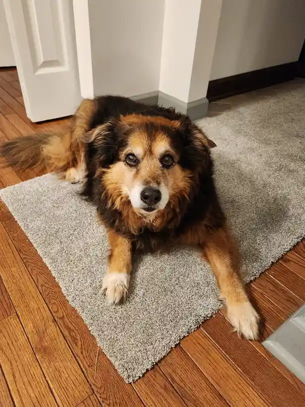 A fluffy brown and black dog with a white muzzle lies on a gray rug on hardwood floors, looking directly at the camera with…