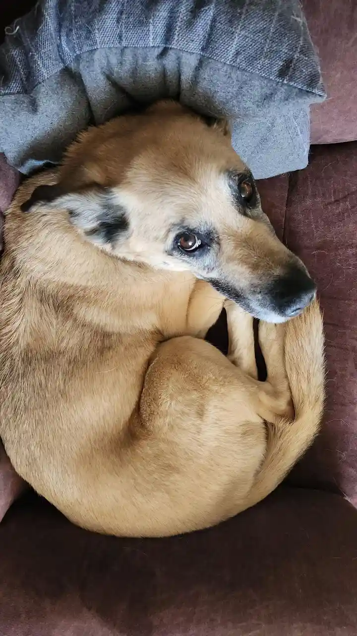 A tan dog curls up tightly on a brown couch, its head resting on its paws, with a grey blanket draped over its back. The…