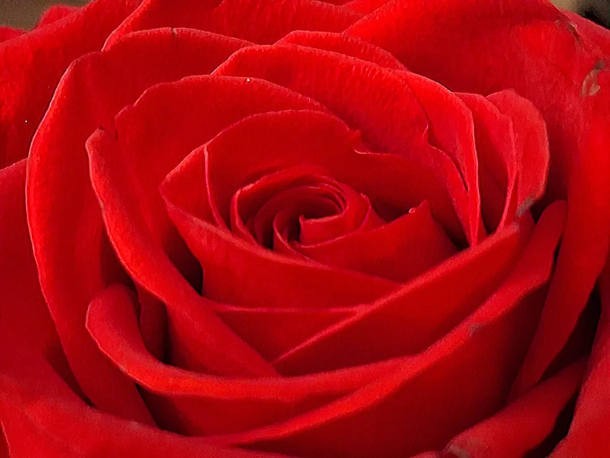 A close-up photograph of a vibrant red rose, showcasing its tightly spiraled petals in rich, saturated hues. The image is…