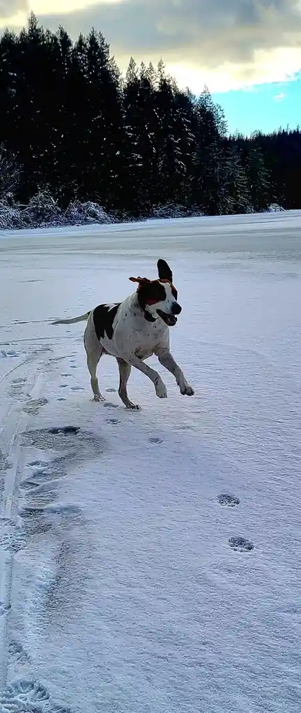 When Duck Lake Freezes Over in Winter