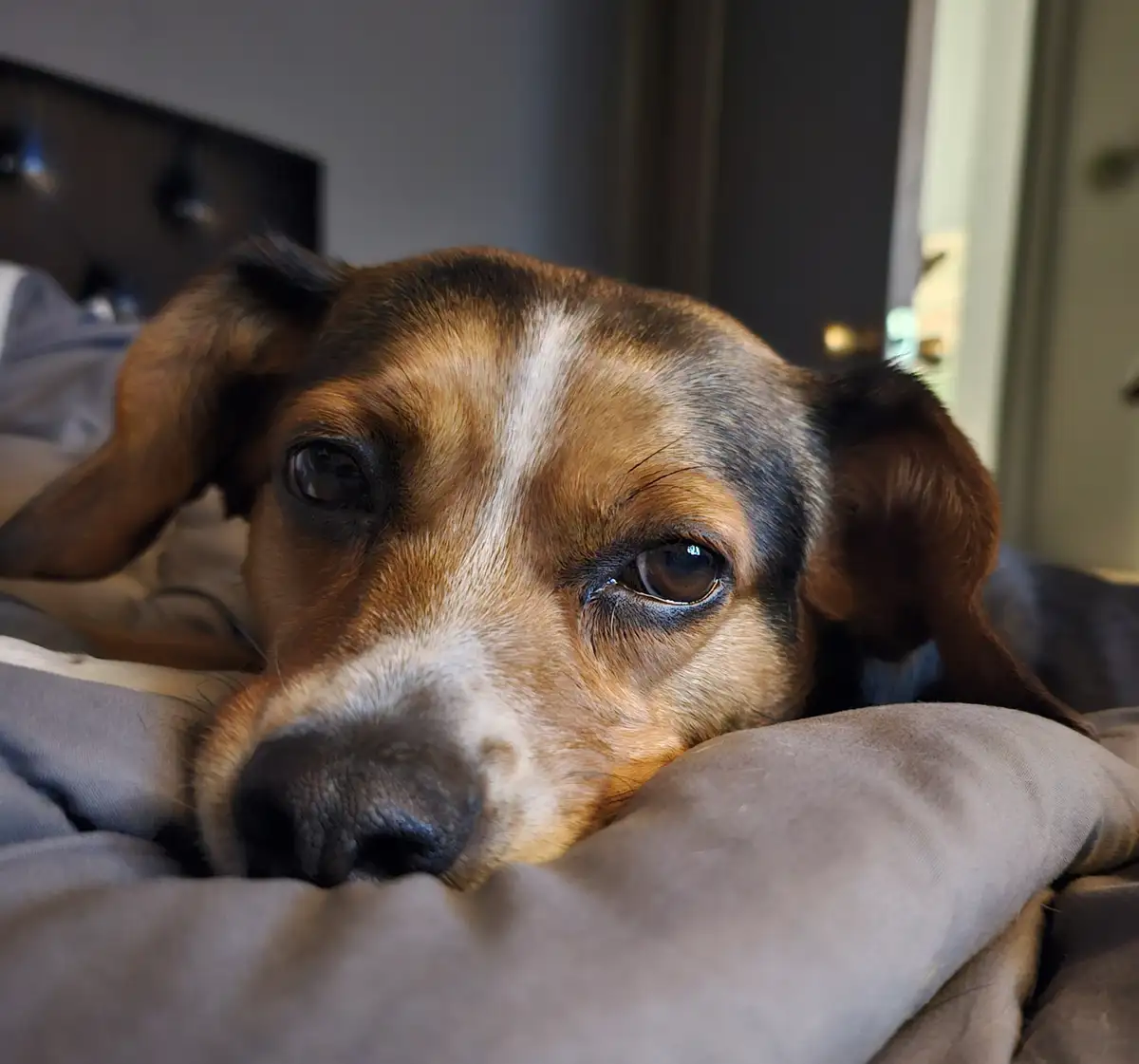 Sadie is looking cuter than ever!