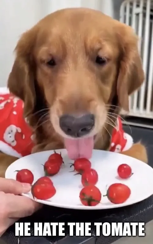 A golden retriever wearing red pajamas with white snowman patterns is looking at a white plate of cherry tomatoes. The dog…