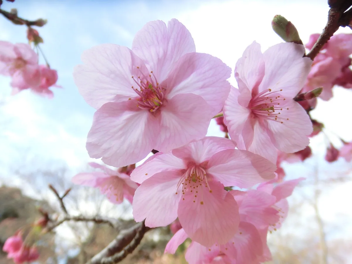 A close-up photograph of delicate pink cherry blossoms in full bloom against a bright, slightly overexposed sky. The flowers…