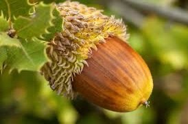 A close-up photograph of a single acorn hanging from a leafy branch, showing its textured cap and smooth brown body against…