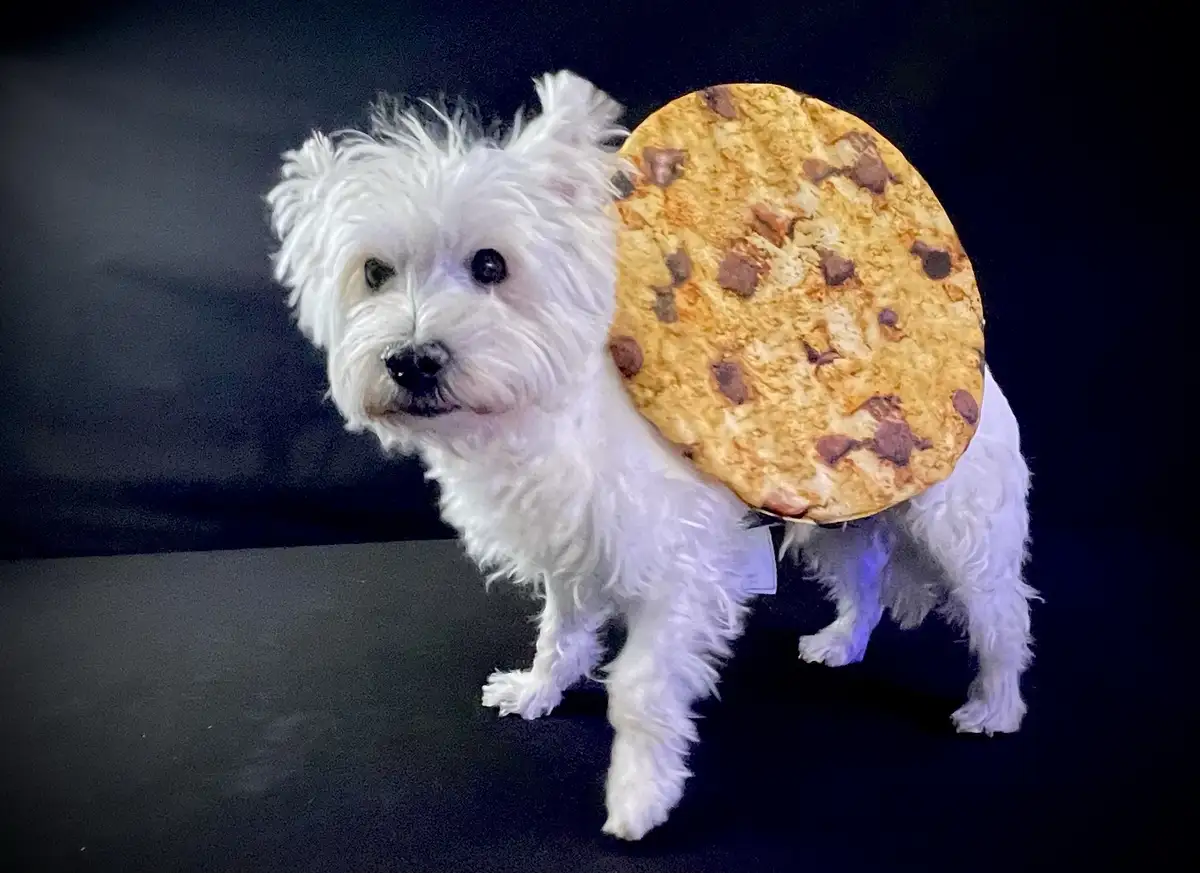 A small white fluffy dog stands against a dark background wearing a large, round, chocolate chip cookie costume on its back…