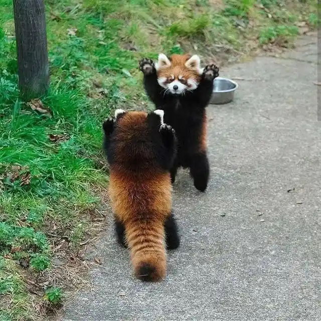 This is Their Serious Battle Face, Believe It!