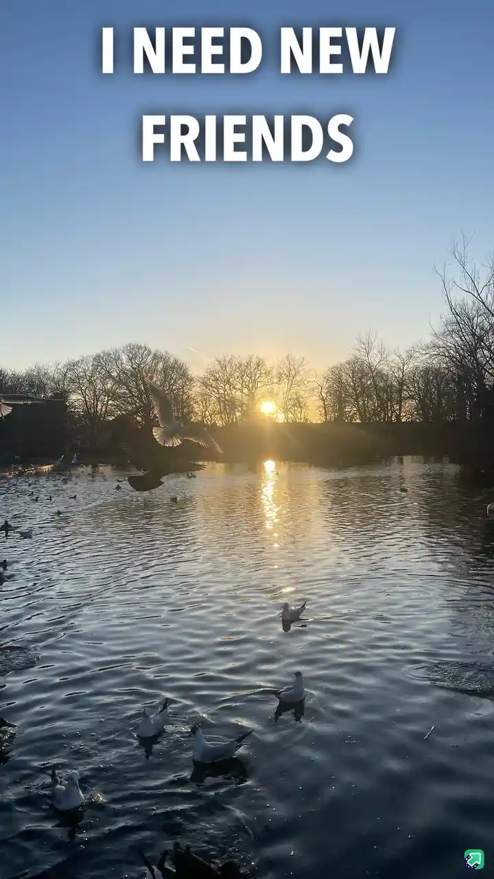 A serene sunset over a pond with numerous seagulls swimming and flying, overlaid with the bold white text 'I NEED NEW…