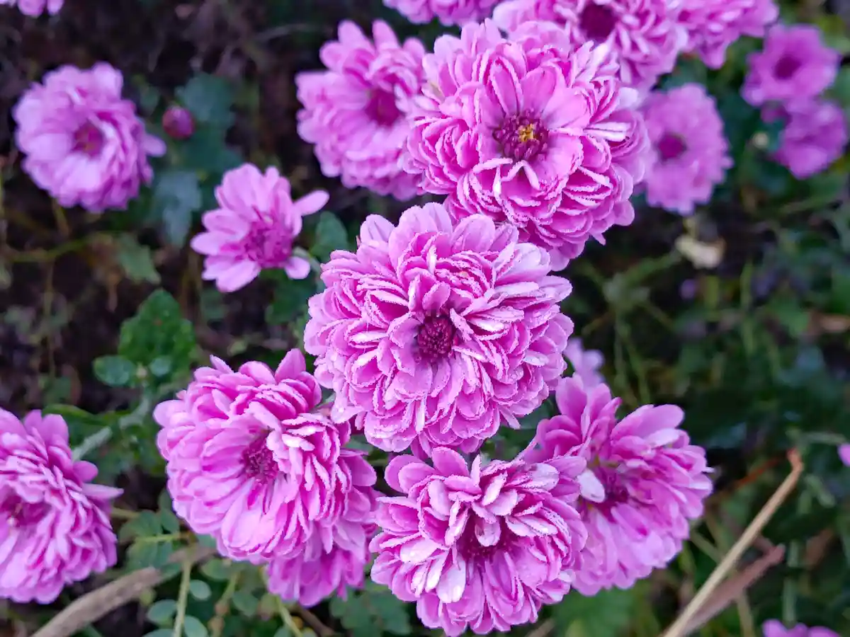 A close-up photograph shows numerous vibrant pink chrysanthemums with dewdrops on their petals, set against a blurred…