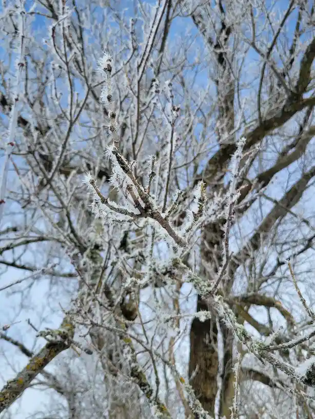 A close-up photo shows tree branches covered in intricate, spiky frost against a pale blue sky. The overlaid text reads 'i'm…