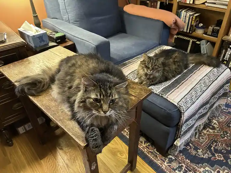 Two fluffy tabby cats are lounging in a cozy living room; one rests on a wooden table with a bored expression, the other…