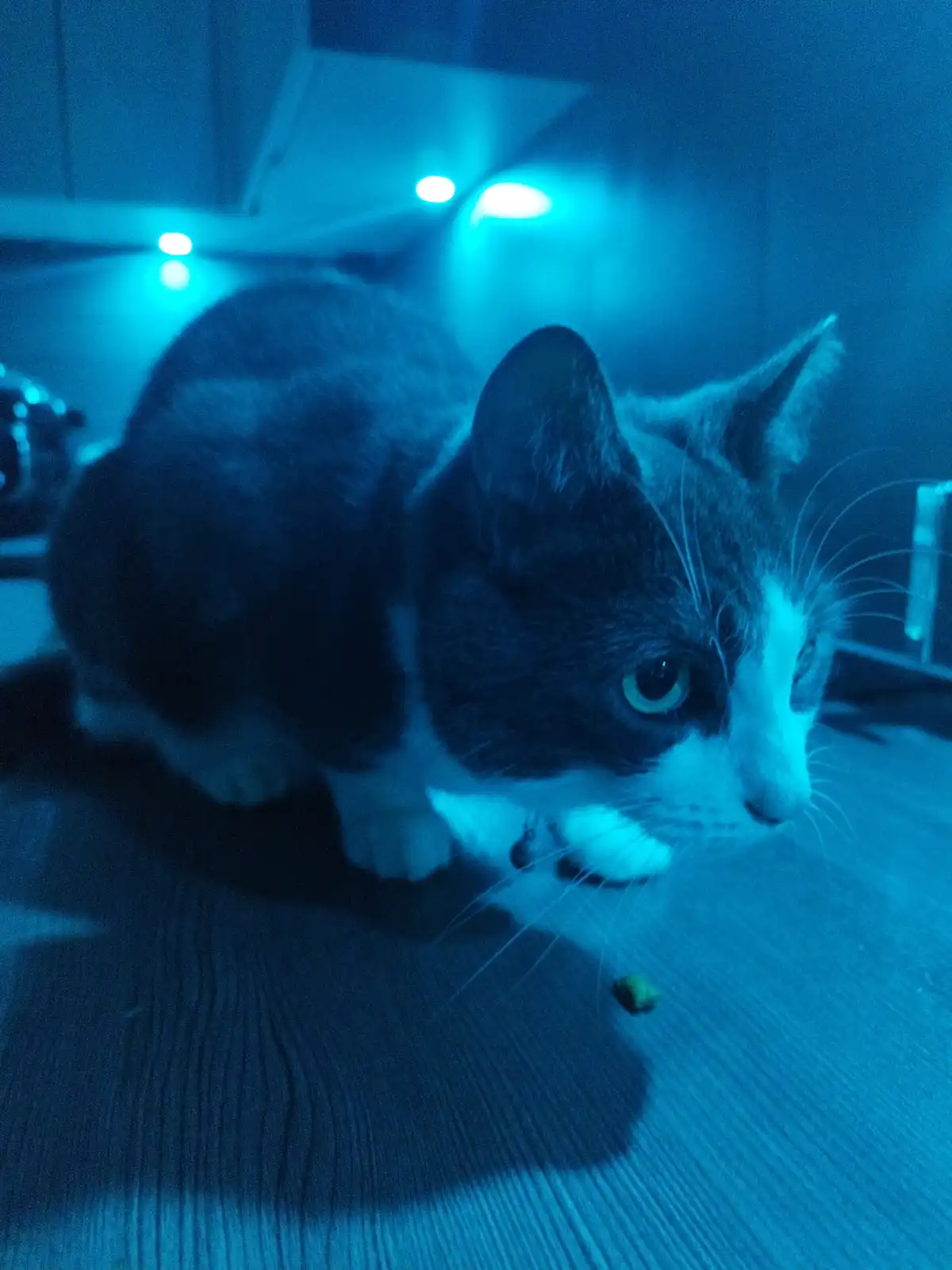 A close-up photo of a black and white cat crouched low on a wooden floor under blue lighting, staring intently at a single…