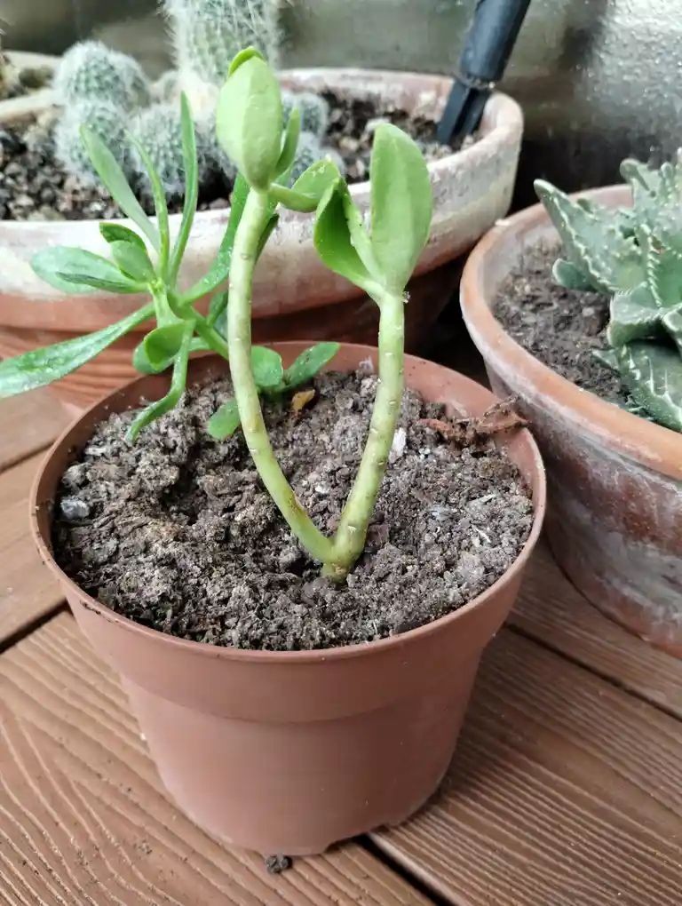 A close-up photo shows a small potted succulent with two thick, upright stems growing from the same base, resembling a…