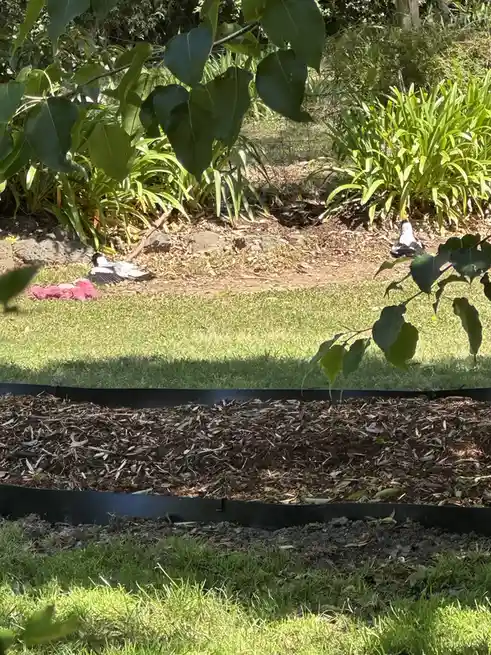 A black-and-white bird lies on grass next to a pink flower, with another bird nearby in a garden. The overlaid text reads…