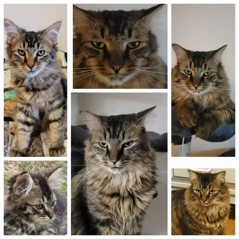 A collage of six photos of a fluffy tabby cat with striking green eyes, showing various expressions ranging from serious to…