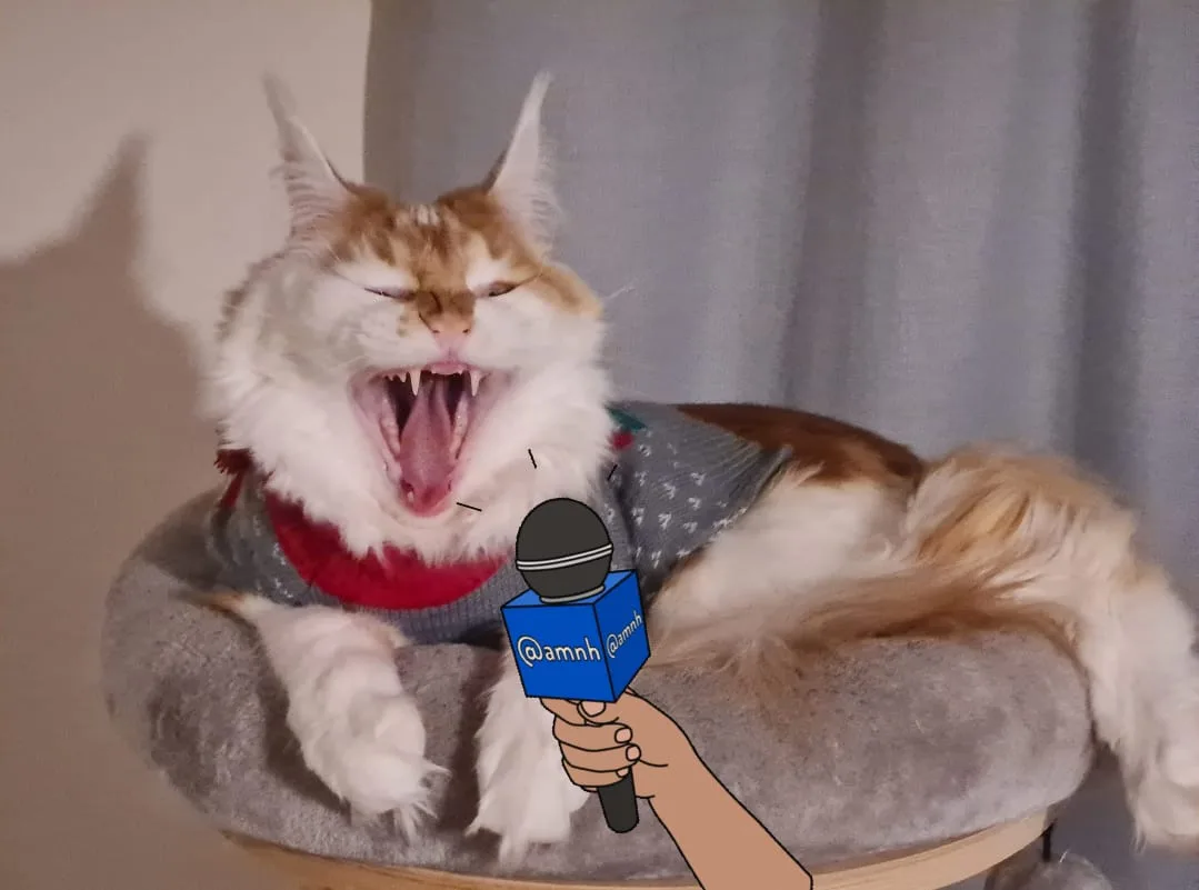 A fluffy orange and white cat wearing a grey sweater with a red collar is yawning widely while sitting in a grey cat bed. A…
