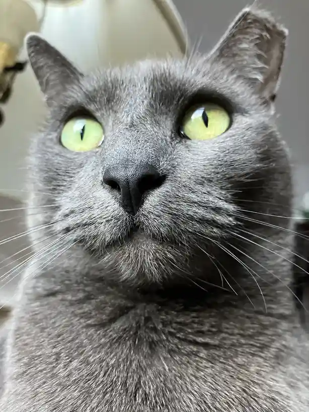 A close-up photo of a gray cat with large, bright green eyes staring intently forward, its fur detailed and whiskers…