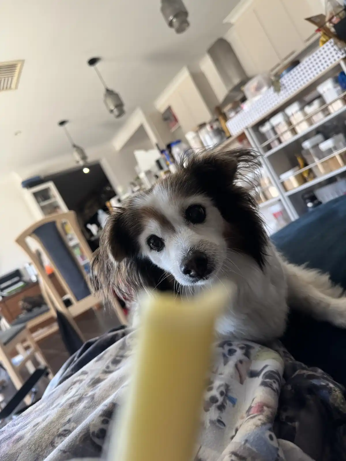 A close-up photo shows a small, fluffy dog with brown and white fur looking intently at the camera. In the foreground, a…