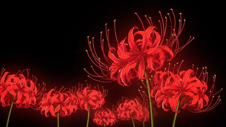 A dark background features glowing red spider lilies with long, thin stamens and yellow tips, arranged in a row. The…