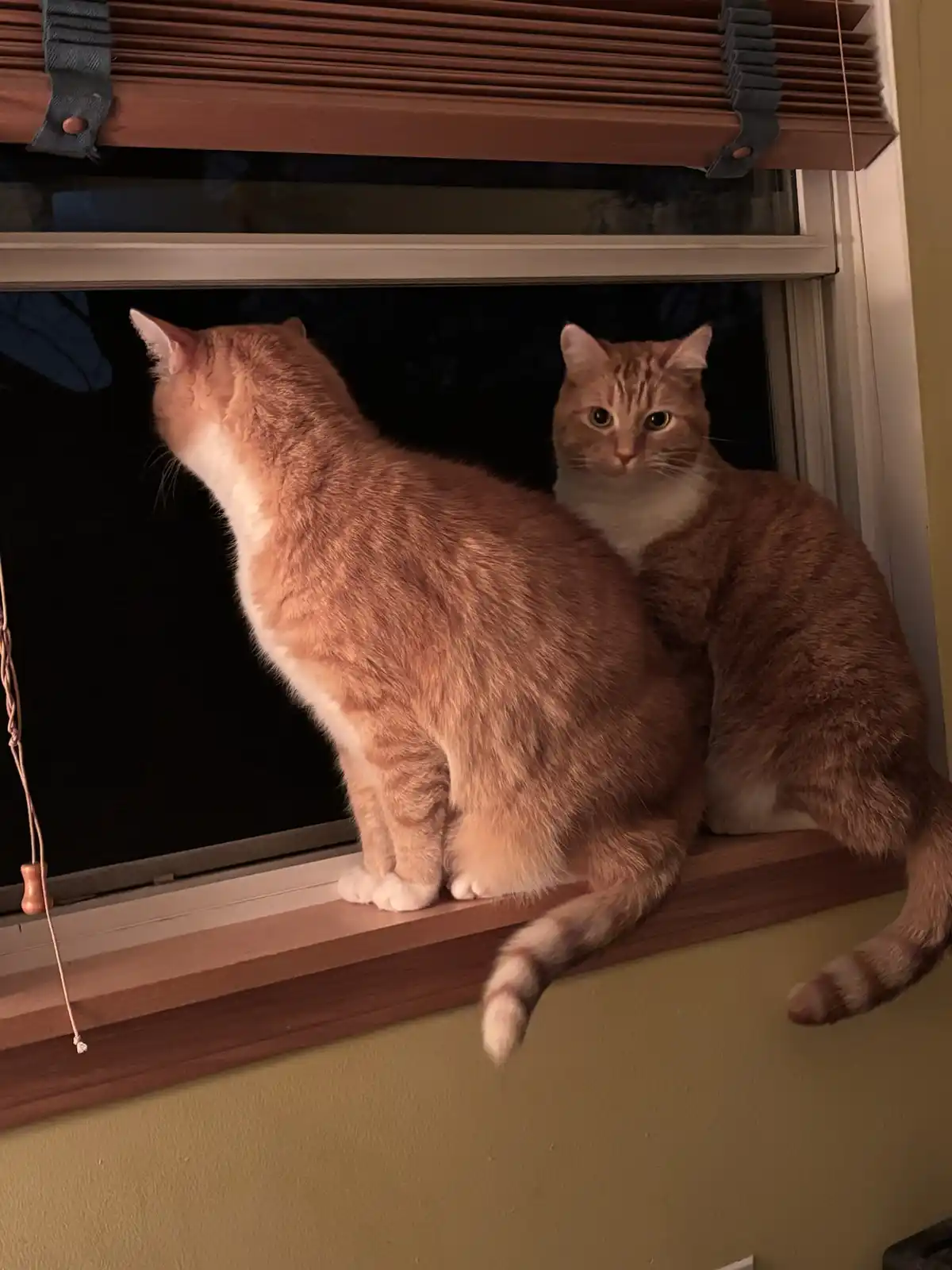 Two orange tabby cats sit on a wooden windowsill at night; one faces outward looking out the window while the other turns…