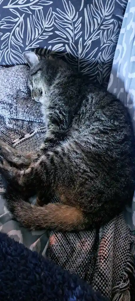 A tabby cat is curled up and sleeping soundly on a textured knit blanket, resting against a dark blue fabric with white leaf…