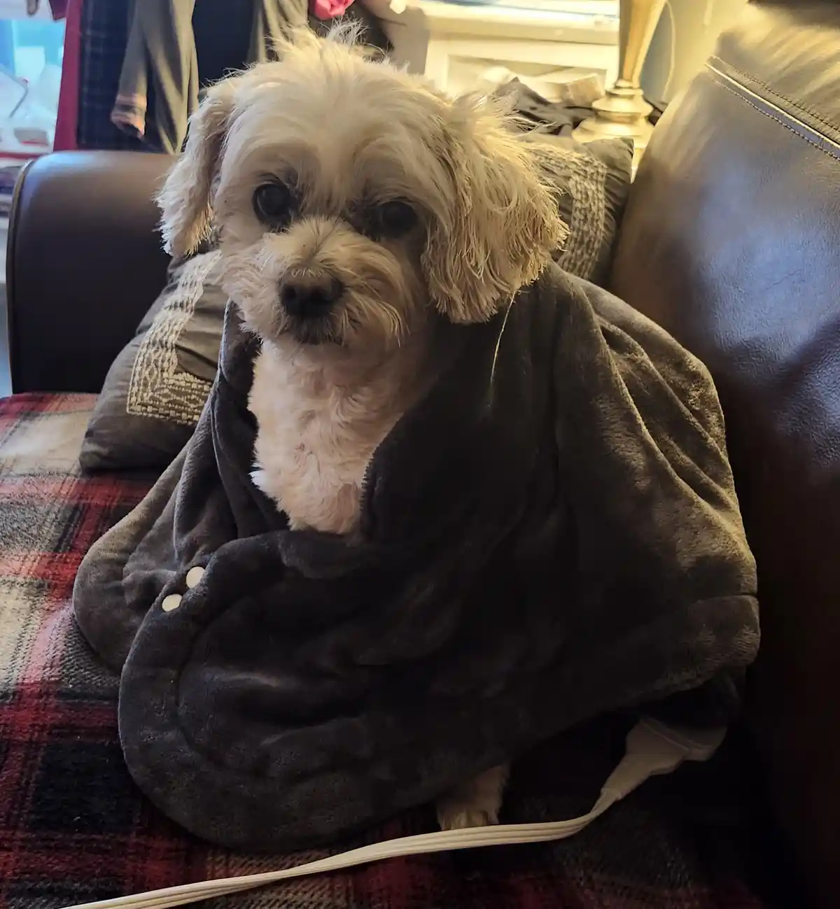 A small, fluffy white dog sits on a couch draped in a dark grey, plush blanket that looks like a robe or wearable blanket…