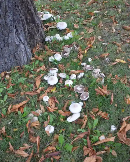 A photograph shows numerous white and brown mushrooms growing in a dense cluster on green grass near the base of a large…