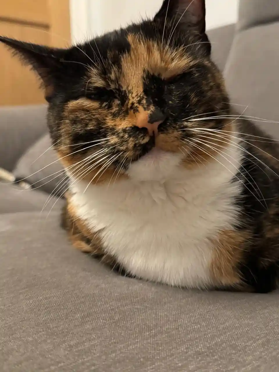 A close-up of a calico cat with black, orange, and white fur, lying on a gray couch with its eyes half-closed in a sleepy…