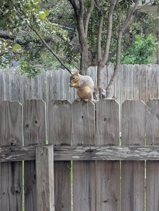 A gray and orange squirrel is perched atop a weathered wooden fence, holding food in its paws and looking directly at the…
