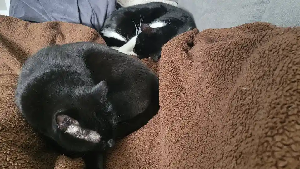 Two cats are curled up sleeping on a brown fluffy blanket on a couch. One is solid black, the other is black and white. The…