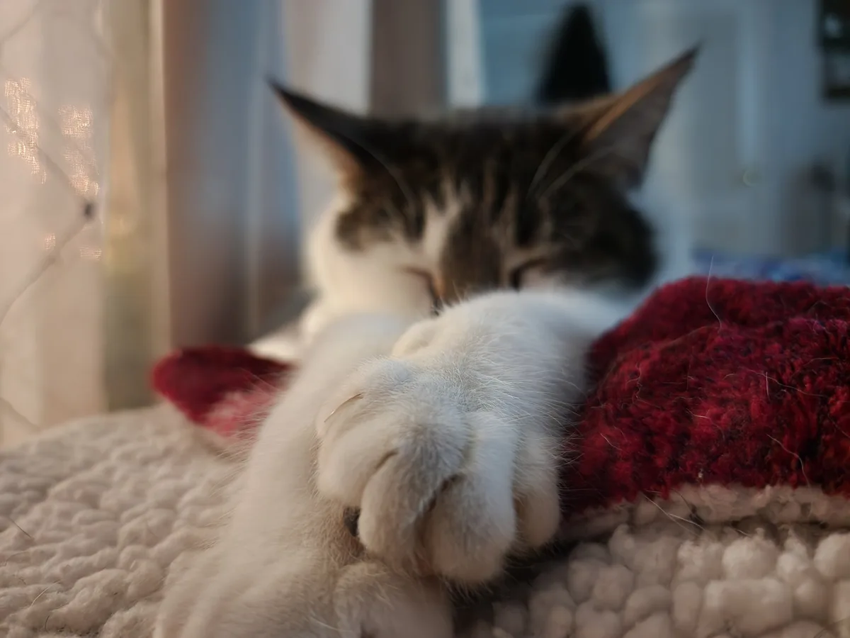 A close-up photo of a fluffy white and brown tabby cat sleeping peacefully with its paw tucked under its chin, resting on a…