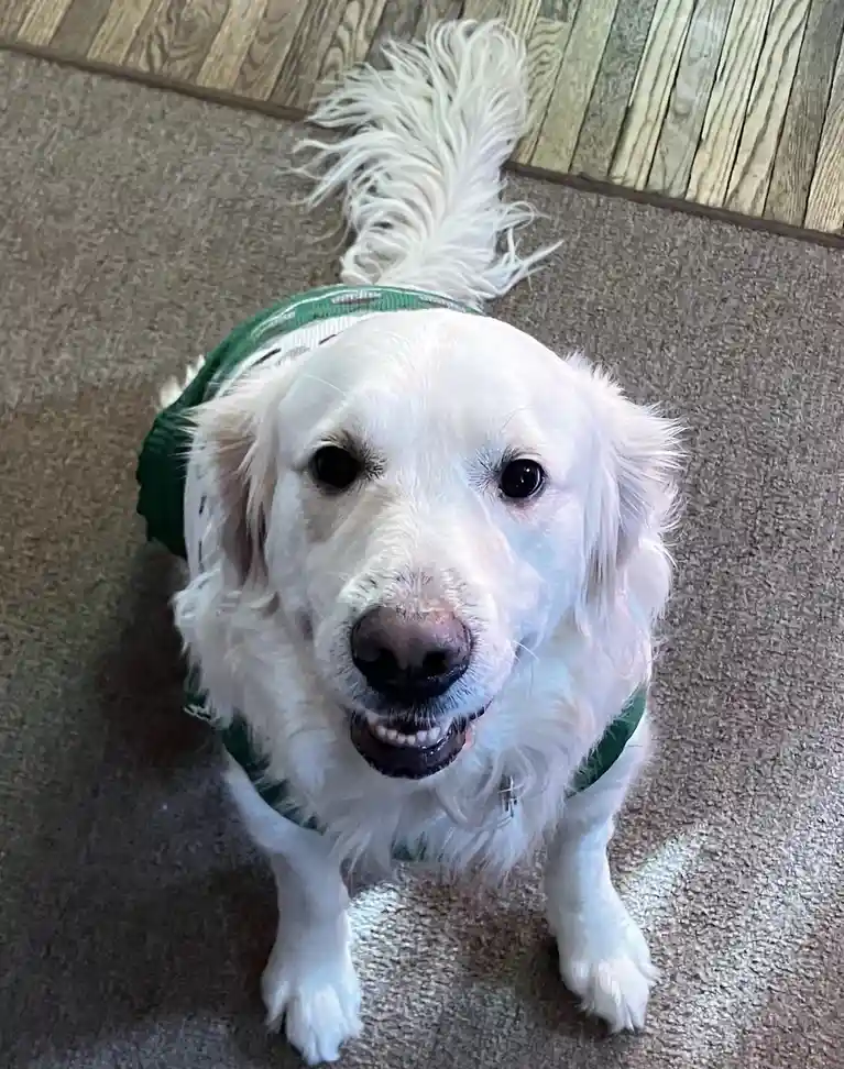 A white golden retriever wearing a green sweater looks up at the camera with a slightly open mouth, appearing to smile. The…