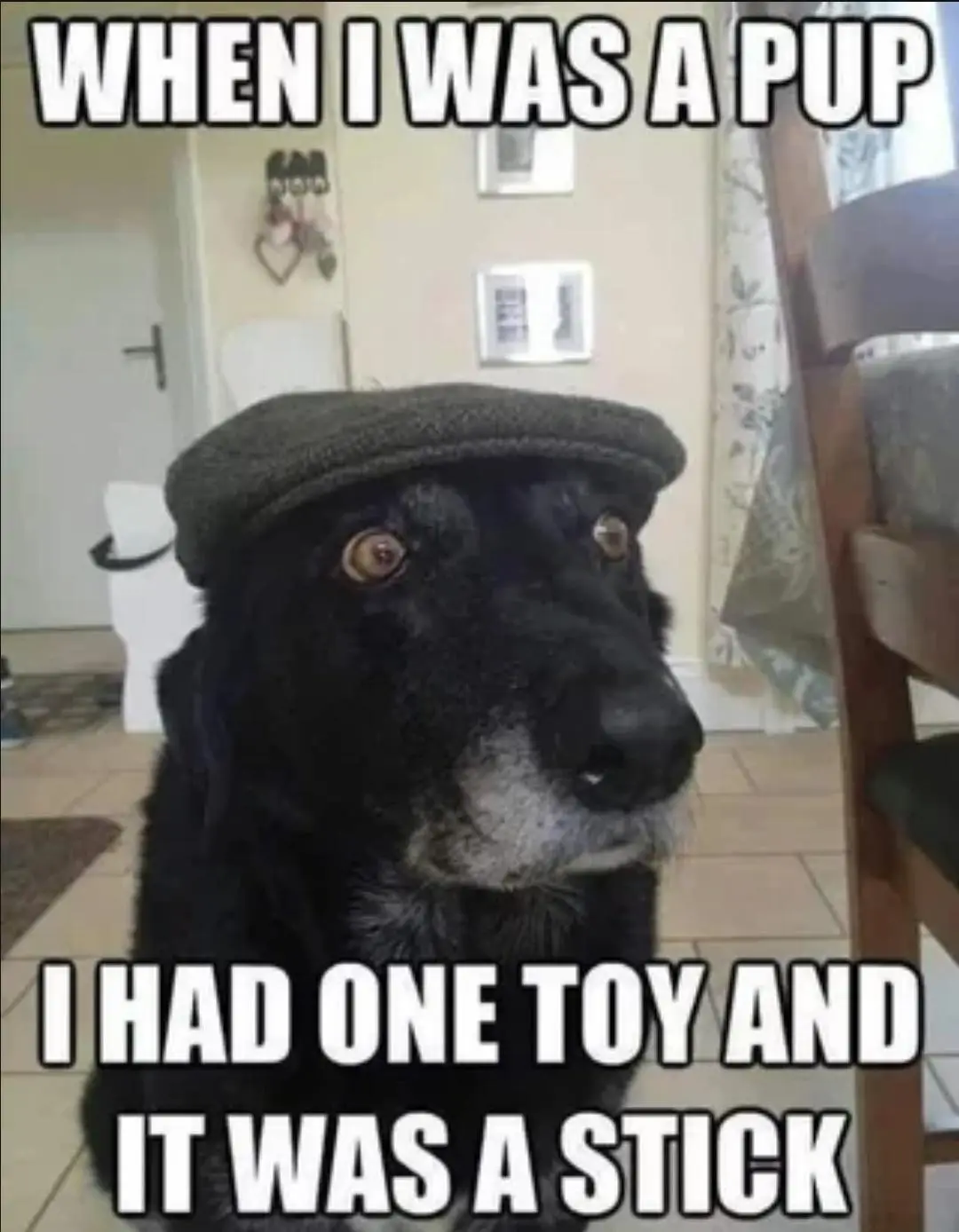 A black dog with gray muzzle and a flat cap looks solemnly at the camera indoors. The text reads 'WHEN I WAS A PUP I HAD ONE…