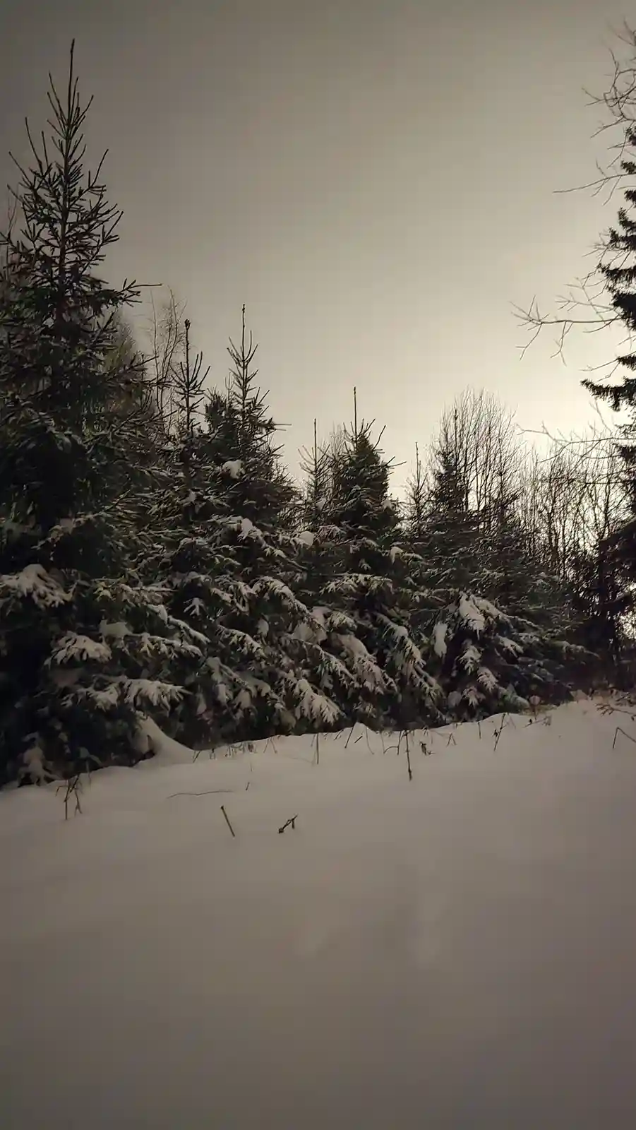 The Enormous Tree That Stole the Show