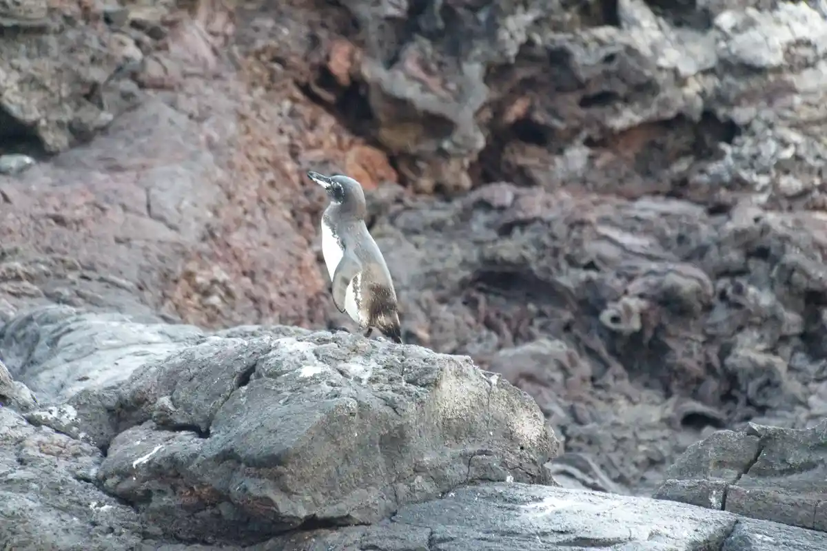 A penguin stands upright on a dark, textured volcanic rock formation, looking upward with its beak slightly open. The…