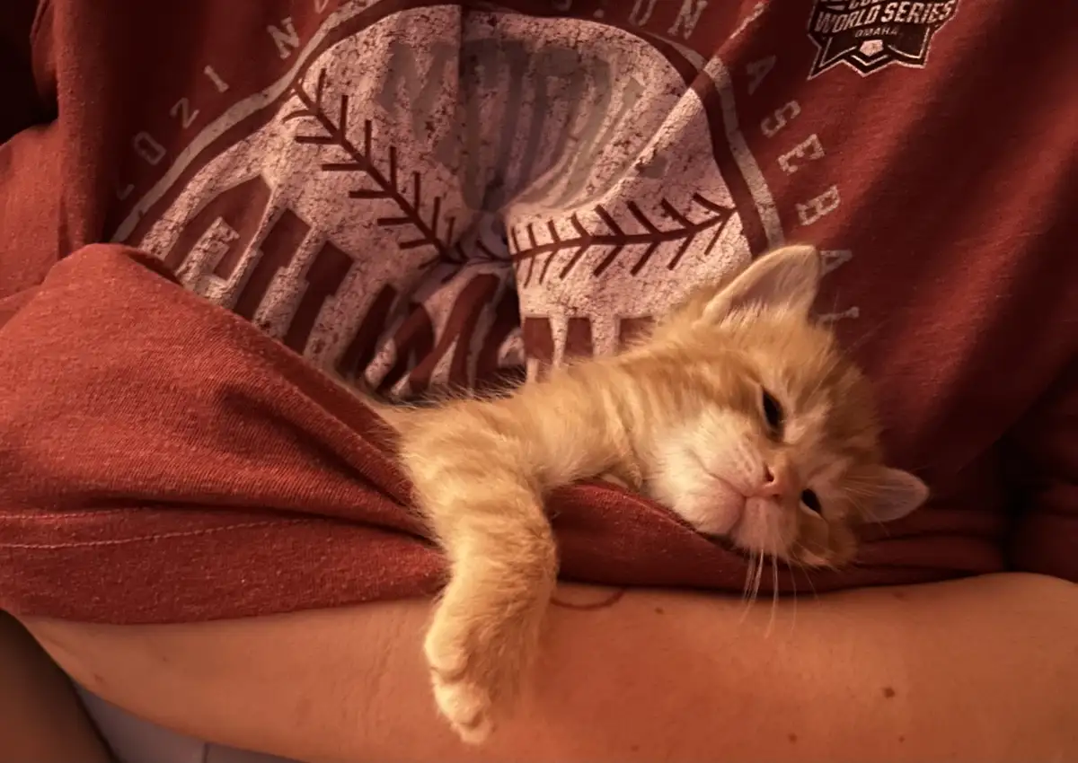 A small orange tabby kitten is sleeping soundly on a person's arm, nestled against their red t-shirt which has a…