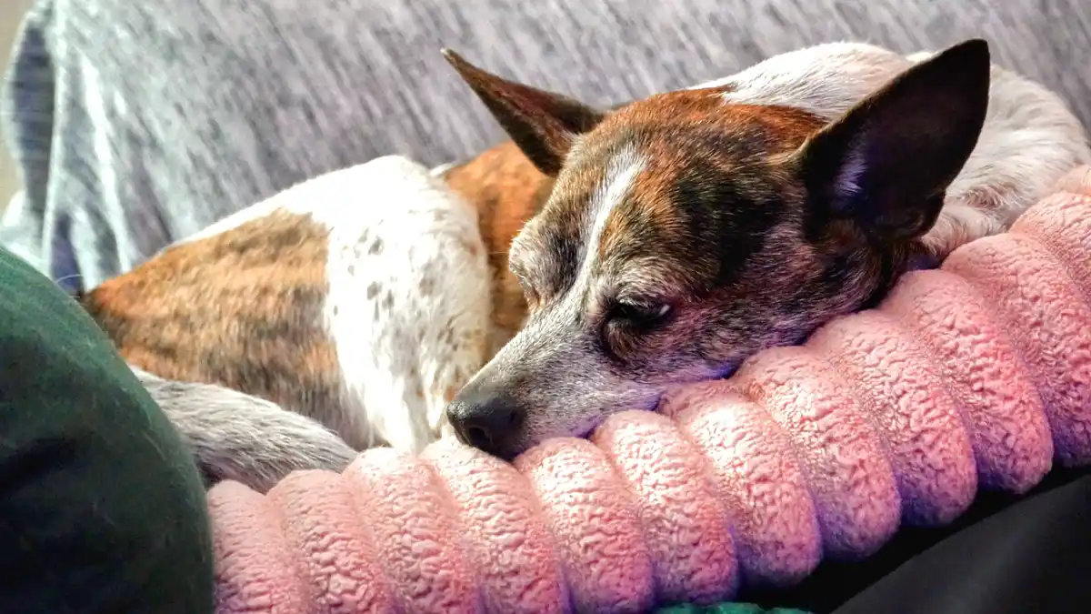 A brindle and white dog with closed eyes is sleeping peacefully with its head resting on a pink, ribbed, fluffy blanket. The…