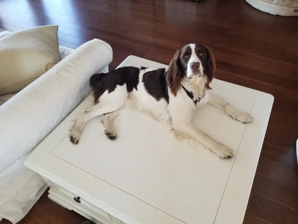 The Ultimate Lazy Dog Vibes