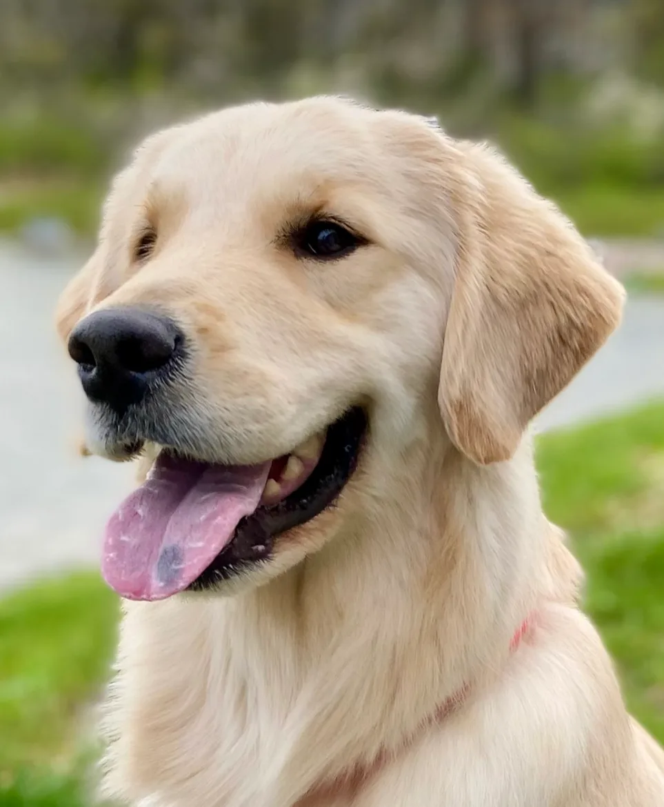 A close-up photo of a happy-looking golden retriever with its mouth open and tongue out, set against a blurred green outdoor…