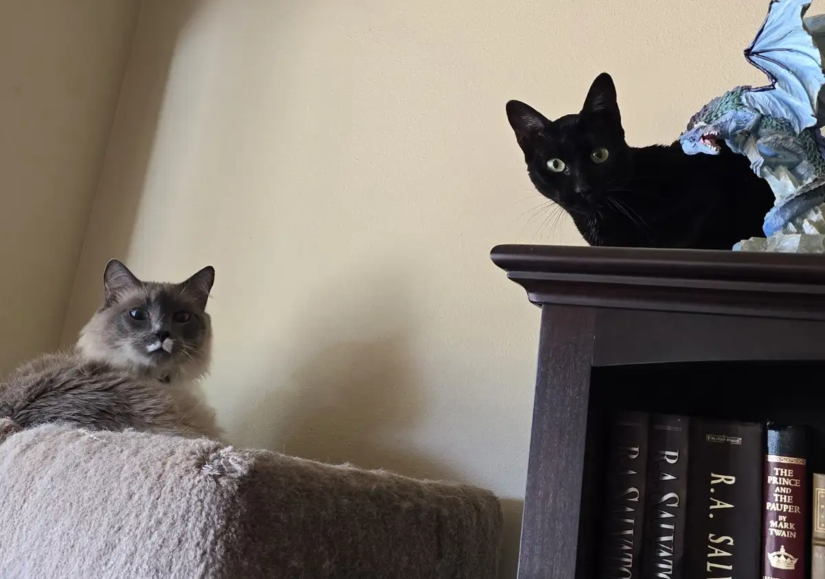 A grey cat sits calmly on a beige couch, looking slightly unimpressed, while a black cat perches atop a dark wooden…