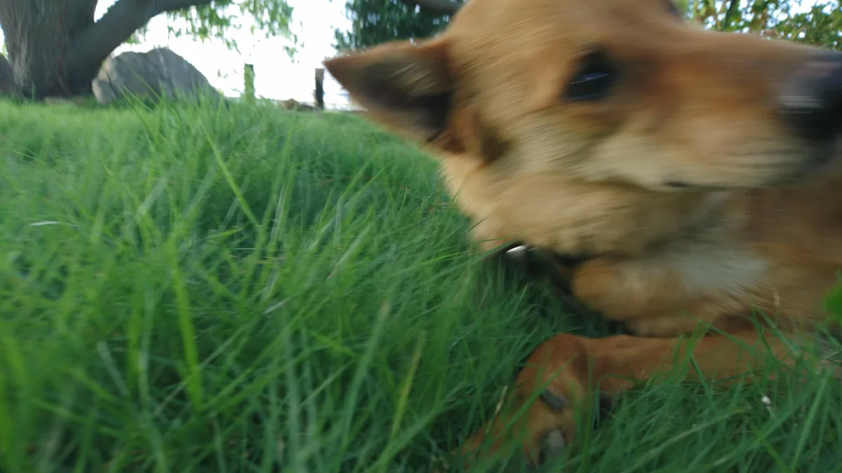 A blurry, low-angle photo shows a tan dog lying in vibrant green grass, its head turned away from the camera. The image has…
