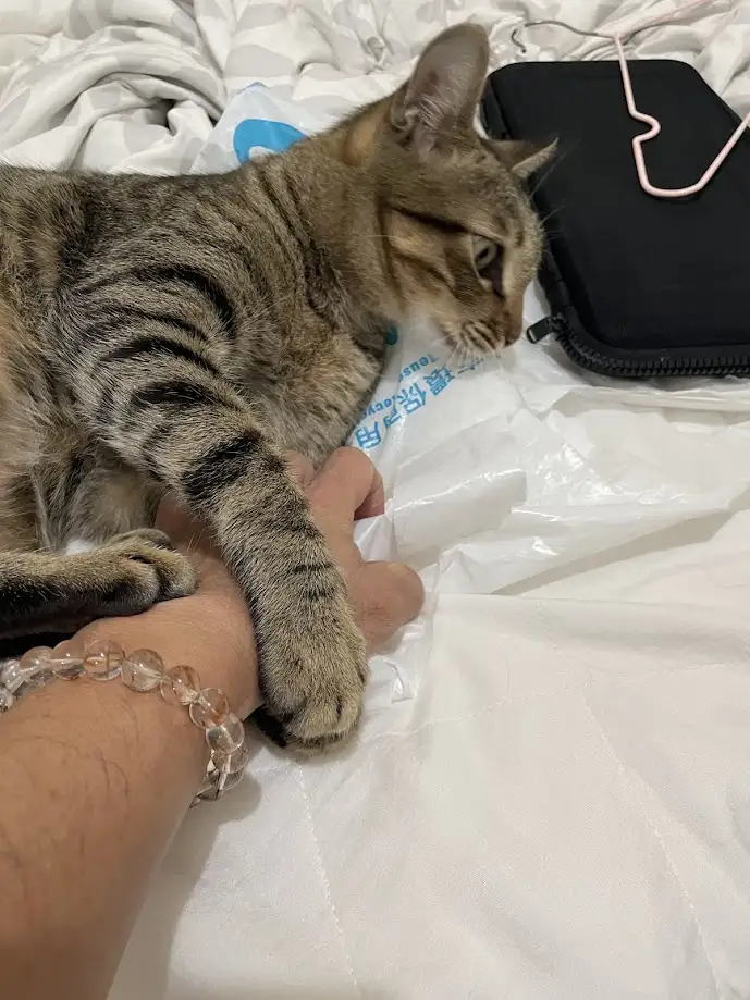 A tabby cat with striped fur lies on a white bedsheet, its paw resting on a person's hand, which wears a clear beaded…