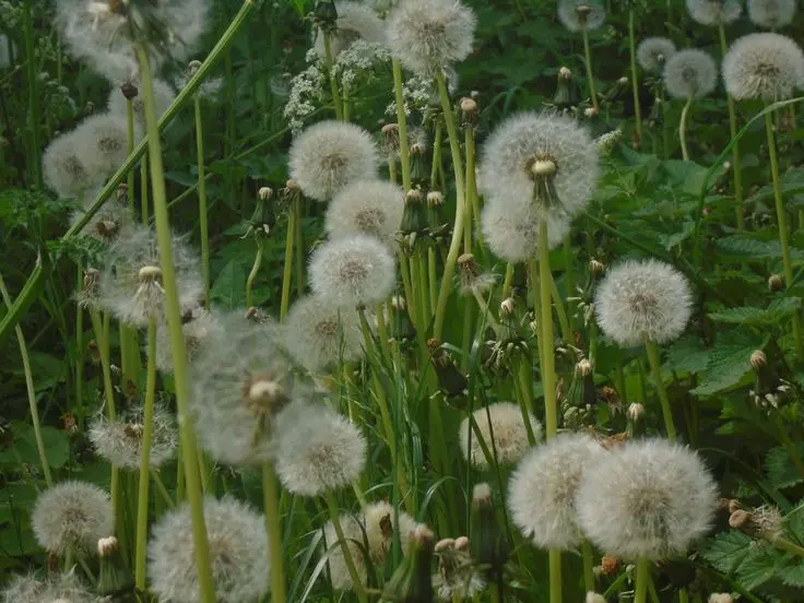 A field of dandelions in their fluffy seed stage, with many spherical seed heads on long green stems, surrounded by green…