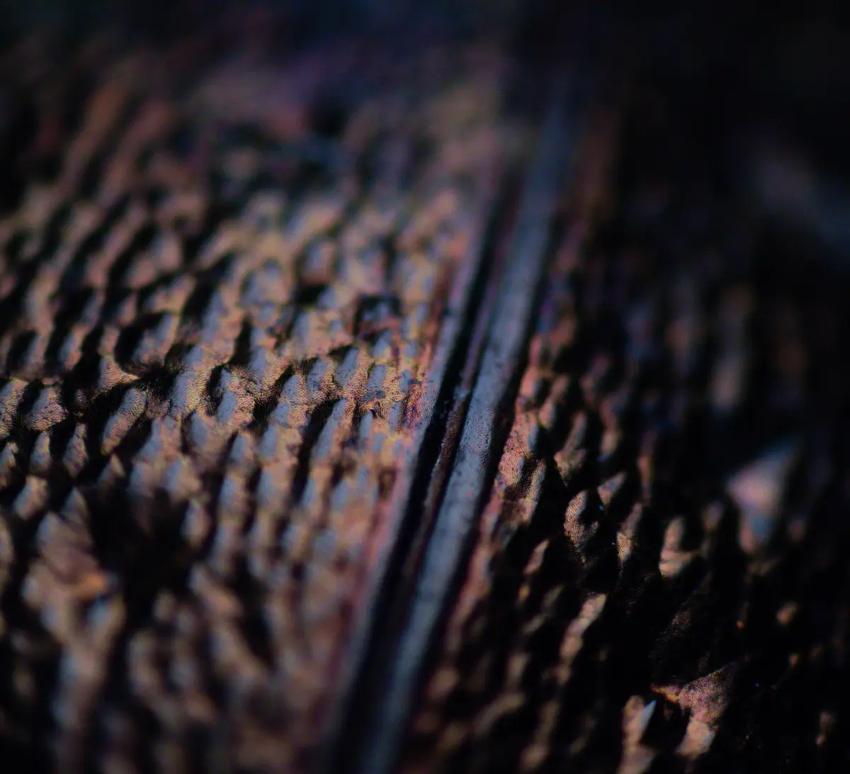 Incredible Detail: European Ground Beetle Magnified 40 Times
