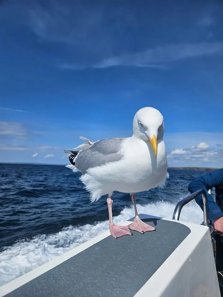 A seagull stands confidently on the edge of a moving boat, looking directly at the camera with a slightly smug expression…