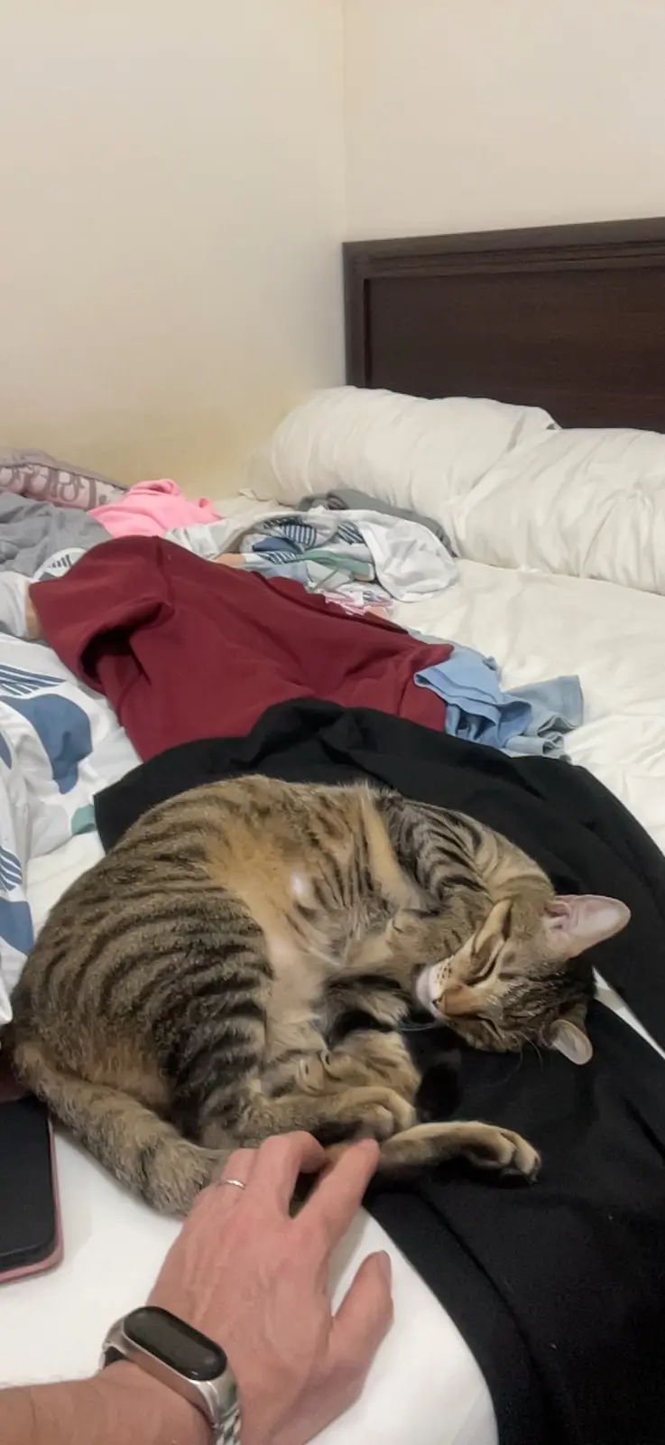 Adorable feline antics