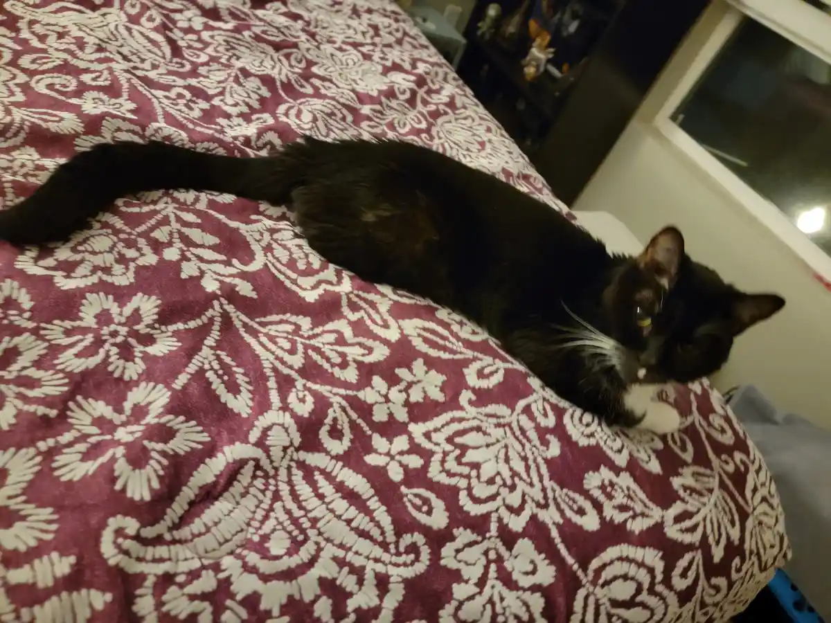 A black cat with white paws lies stretched out on a maroon and white patterned bedspread, looking directly at the camera…
