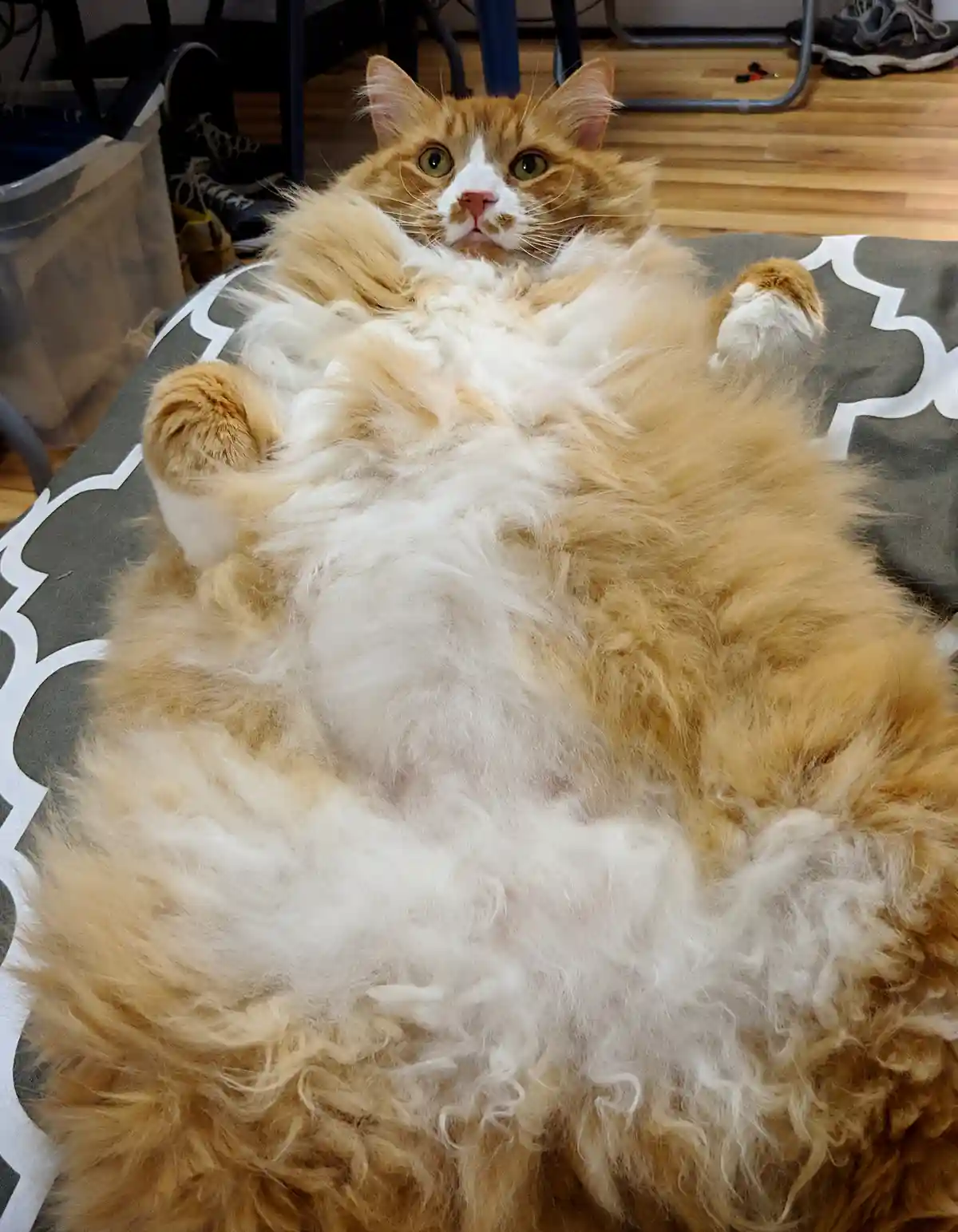 A fluffy orange and white cat lies on its back on a patterned blanket, exposing its belly and looking directly at the camera…