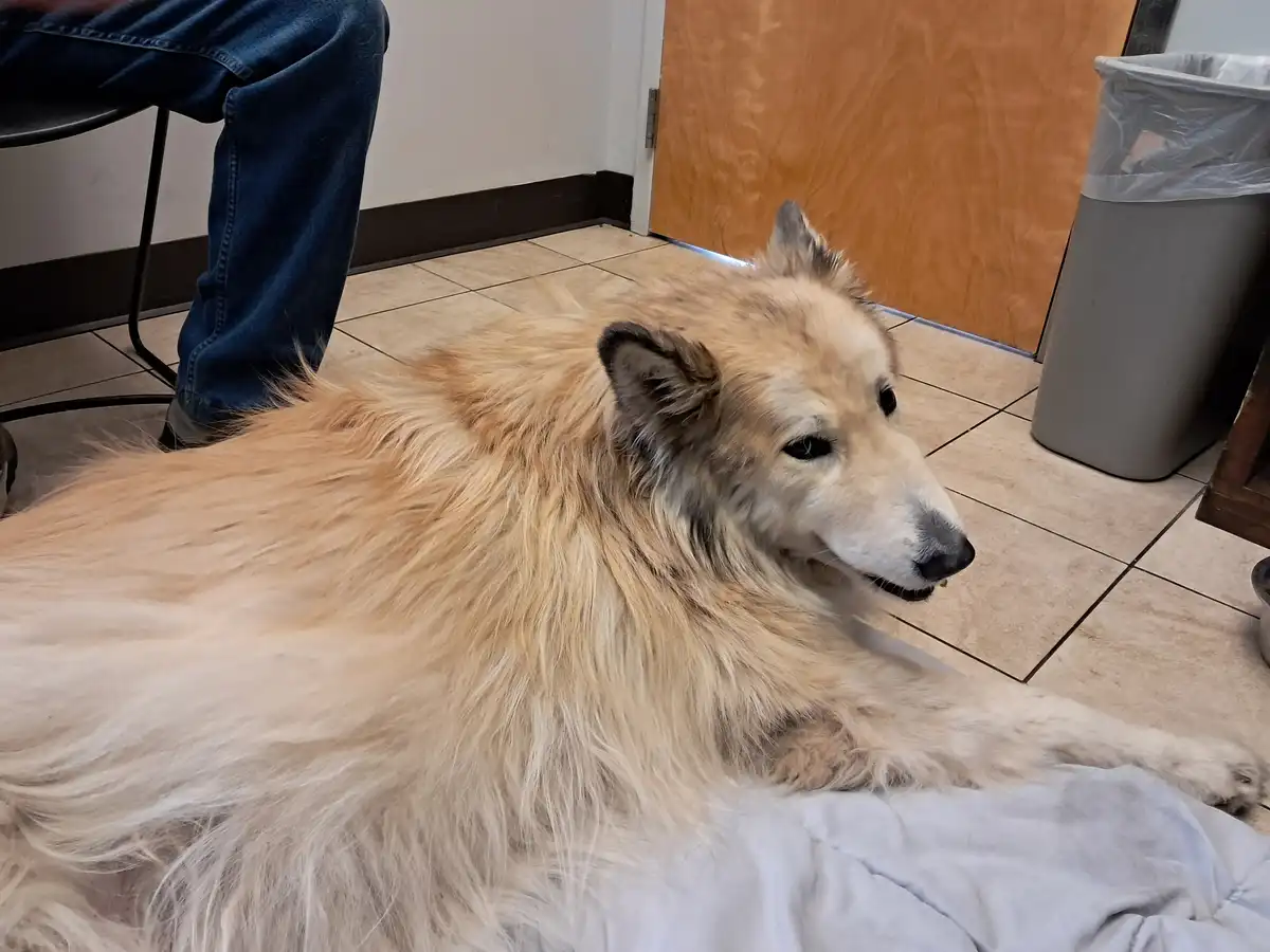 A fluffy, light-brown dog with a long coat lies on a white blanket on a tiled floor, looking slightly to the side with a…